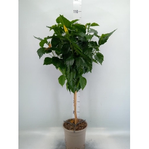 Hibiscus rosa-sin.   ...