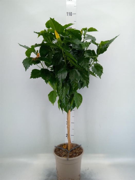 <h4>Hibiscus rosa-sin. ...</h4>