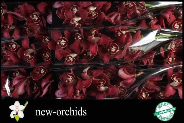 <h4>CYMB T FLAMEFLOR</h4>