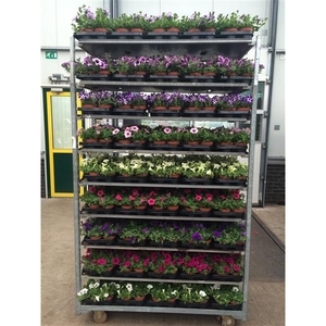 Petunia Mix Trolley