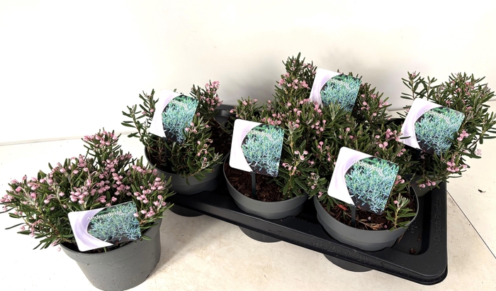 <h4>ANDROM PO BLUE ICE</h4>