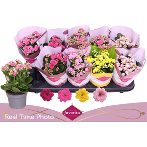 KAL GE PERF GEM 4 KL