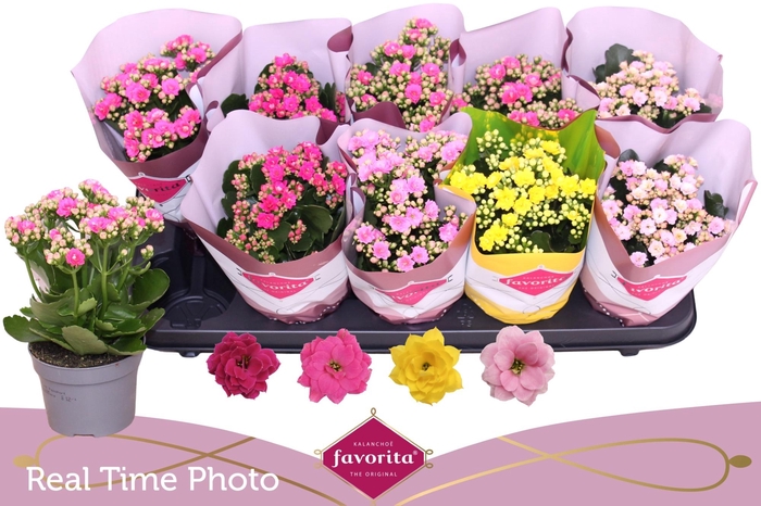 <h4>KAL GE PERF GEM 4 KL</h4>