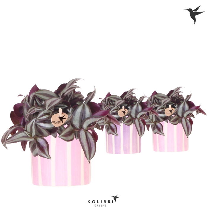 <h4>Kolibri Greens Tradescantia Zebrina in Painted Stripe pot pink mix</h4>