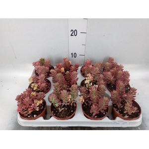 Sedum rubrotinctum 'Aurora'