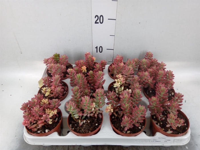 <h4>Sedum rubrotinctum 'Aurora'</h4>