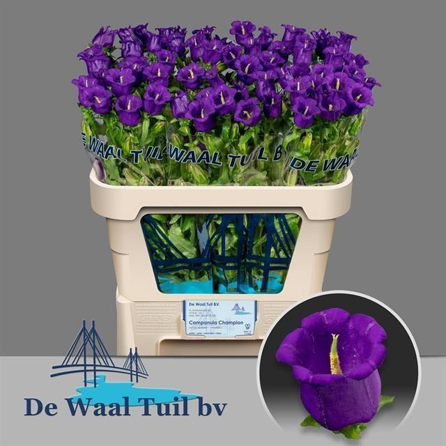 <h4>Campanula medium champion blue</h4>