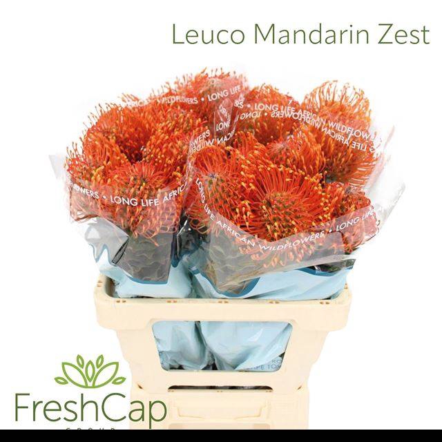 <h4>LEUCO AYOBA MAN ZEST</h4>