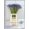 Agapanthus Donau
