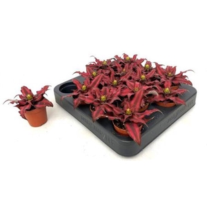 Cryptanthus bivittatus 'Red Star'