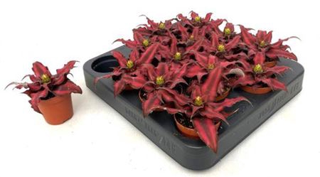 <h4>Cryptanthus bivittatus 'Red Star'</h4>