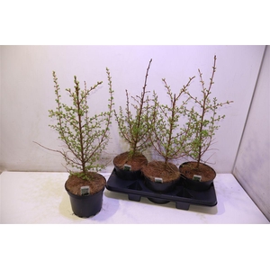 arr8 Larix Kaempferi