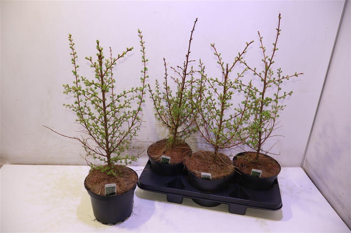 <h4>arr8 Larix Kaempferi</h4>