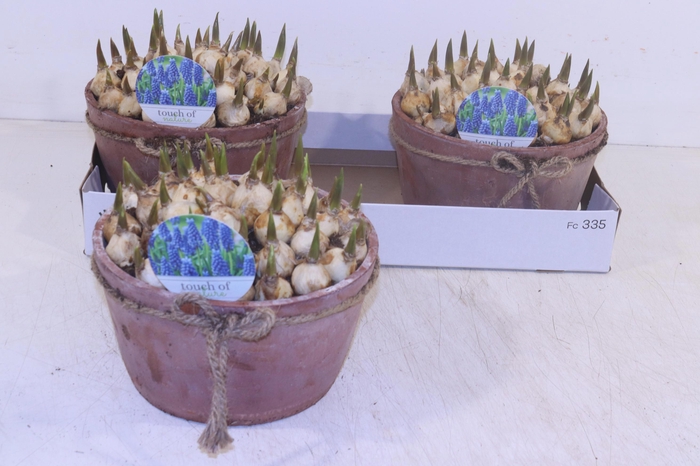 <h4>ARR MUSCARI</h4>