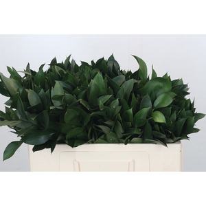 Ruscus Israel