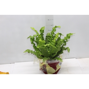 ASPLENIUM CRISPY WAVE P17