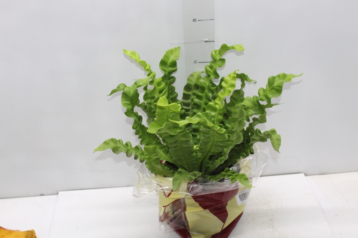 <h4>ASPLENIUM CRISPY WAVE P17</h4>