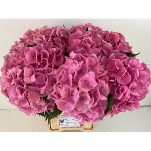 Hydrangea 'Elbtal Rose' 23cm