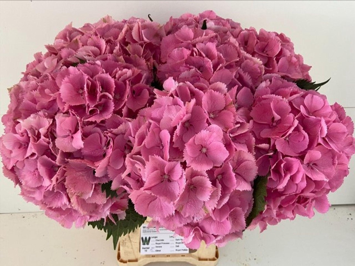 <h4>Hydrangea 'Elbtal Rose' 23cm</h4>