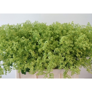 ALCHEM M ROBUSTICA