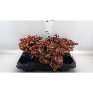 Peperomia