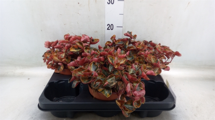 <h4>Peperomia</h4>