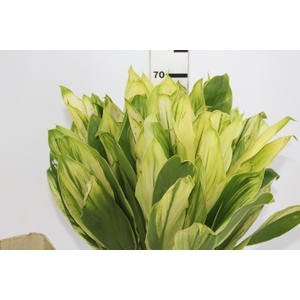 FOLHAGEM DRACENA ALBA