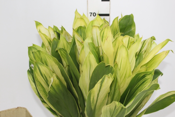 <h4>FOLHAGEM DRACENA ALBA</h4>
