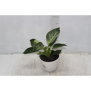 PHILODENDRON BIRKIN P15