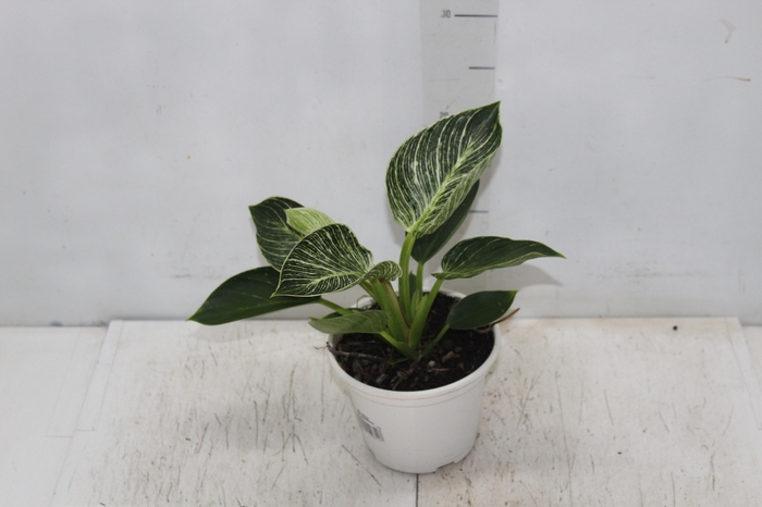 <h4>PHILODENDRON BIRKIN P15</h4>