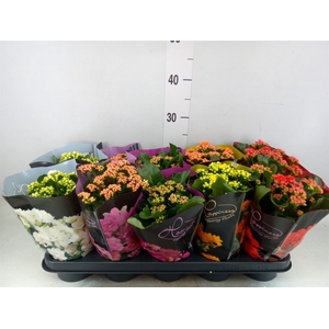 Kalanchoe blos. 'Perfecta'  ..mix 5