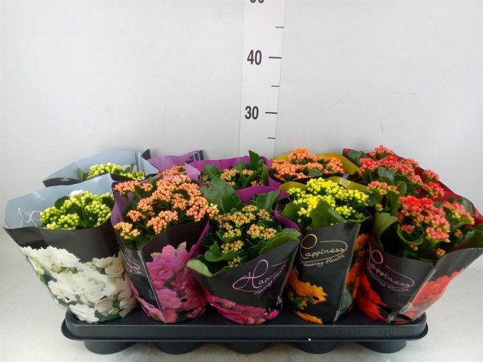 <h4>Kalanchoe blos. 'Perfecta'  ..mix 5</h4>