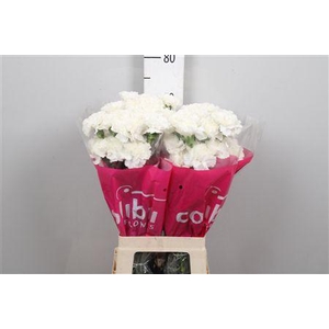 Di St Moonlight White