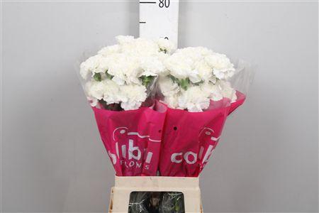 <h4>Di St Moonlight White</h4>