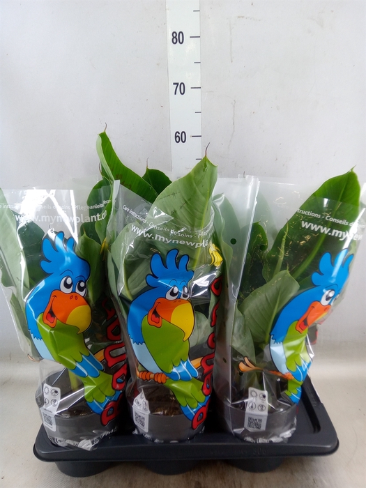 <h4>Musa  'Tropicana'</h4>