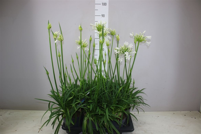 <h4>Agapantus Pitchoun White</h4>