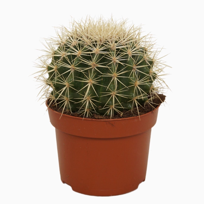 <h4>Echinocactus grusonii</h4>