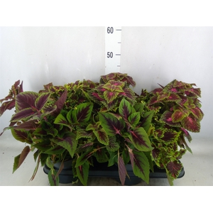 Plectranthus col.   ...mix 3 in pot