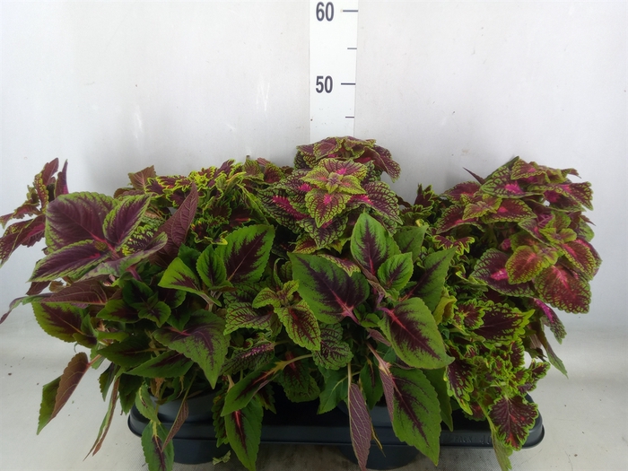 <h4>Plectranthus col.   ...mix 3 in pot</h4>