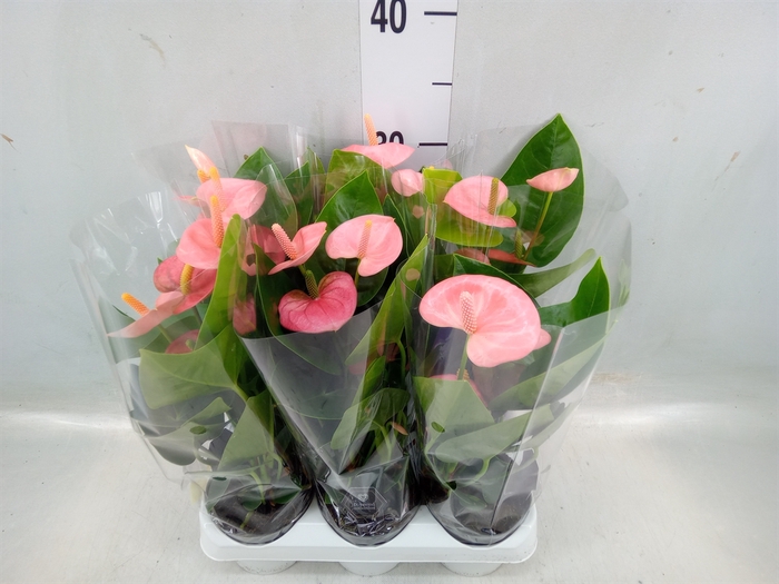 <h4>Anthurium andr. 'Spirit'</h4>