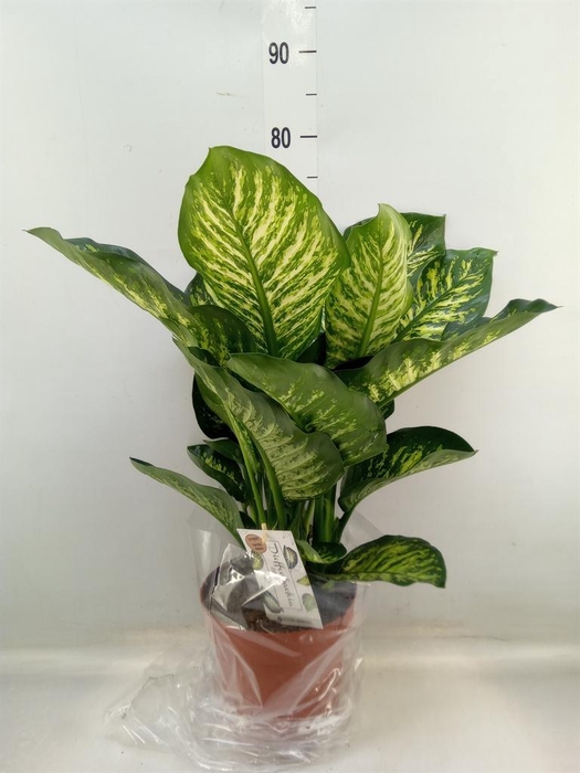 <h4>Dieffenbachia seg. 'Maroba'</h4>