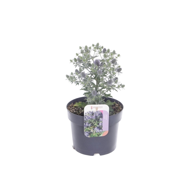 <h4>Eryngium planum Grumpy</h4>