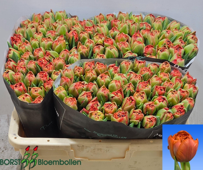 <h4>Tu Du Geneva</h4>