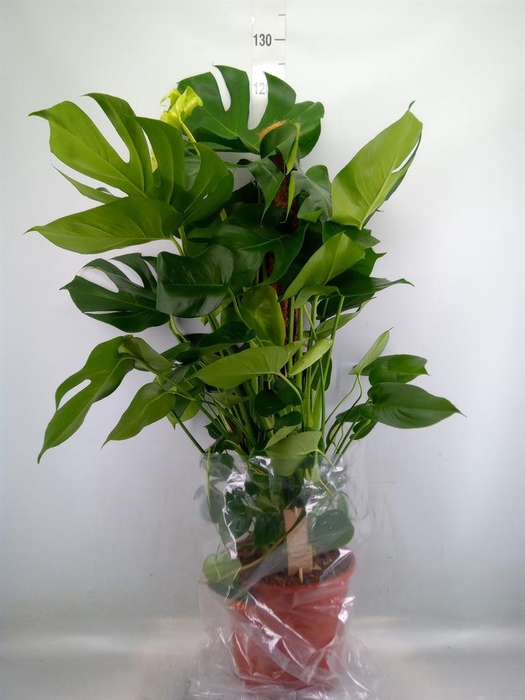 <h4>Monstera delic.</h4>