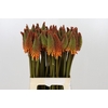 Kniphofia Alcazar