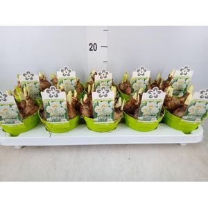 Narcissus DU 'Bridal Crown'