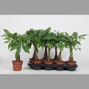 PACHIRA AQUATICA