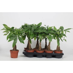 PACHIRA AQUATICA