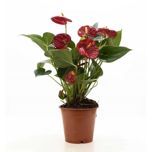 Anthurium red (Micra) P&PURE Collection