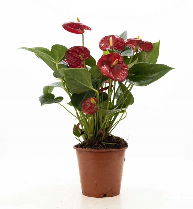 <h4>Anthurium red (Micra) P&PURE Collection</h4>